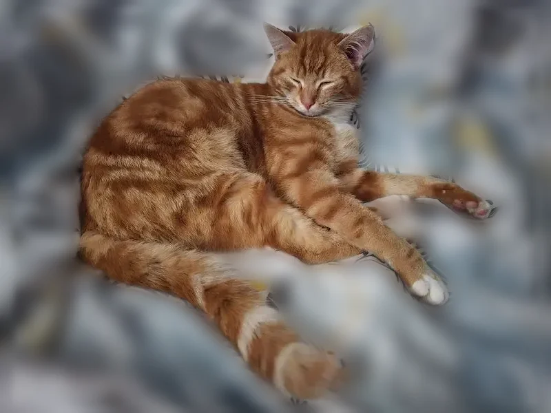 Chat perdu mâle, Rue des Fours À Chaux, 1 Ter, Ballancourt-sur-Essonne — roux tigré, pucé - photo