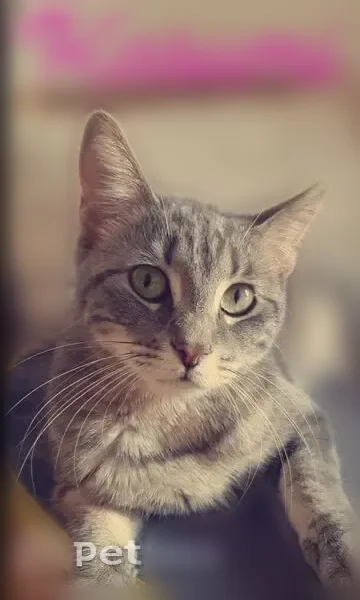 Chat perdu femelle, Allée des Filandières, Sotteville-lès-Rouen, Paris - chatte grise et peureuse - photo