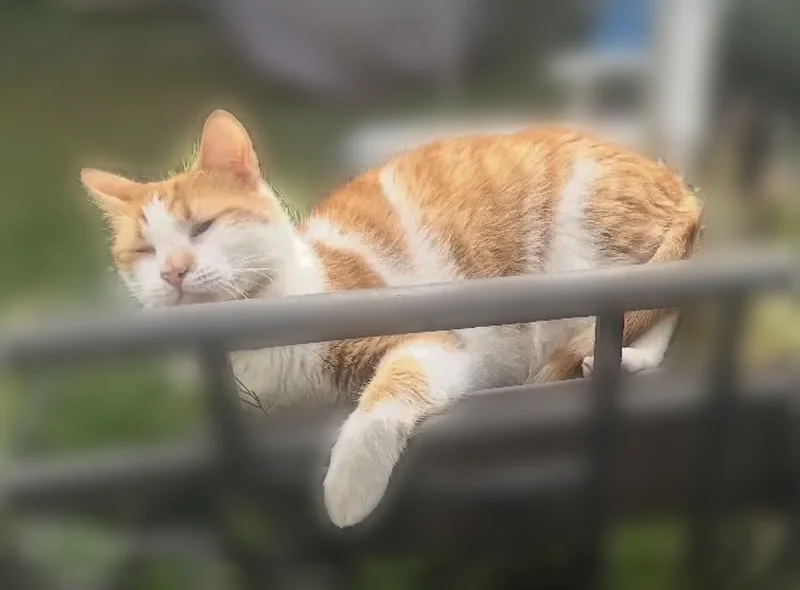 Chat perdu mâle, Rue des Epinettes, Cormeilles-en-Parisis, Paris - sociable - photo