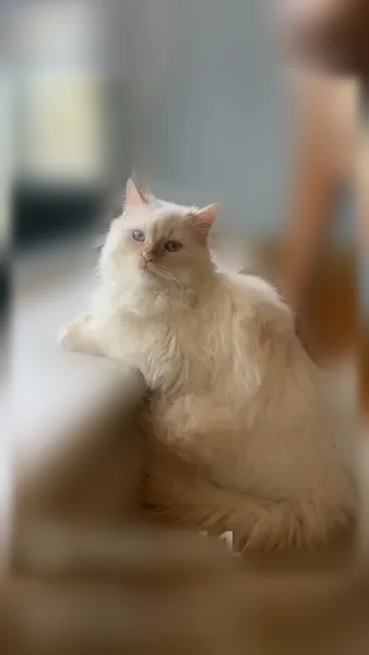 Lost cat, male, Main Street East, Unit 2, Huntsville - all white, crystal blue eyes - photo
