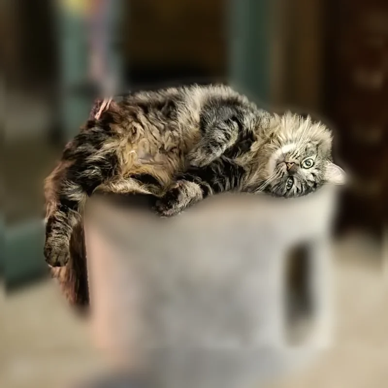 Lost cat, female, Scotts Flat Road, 20346, Nevada City — puffy grey, big black tail - photo
