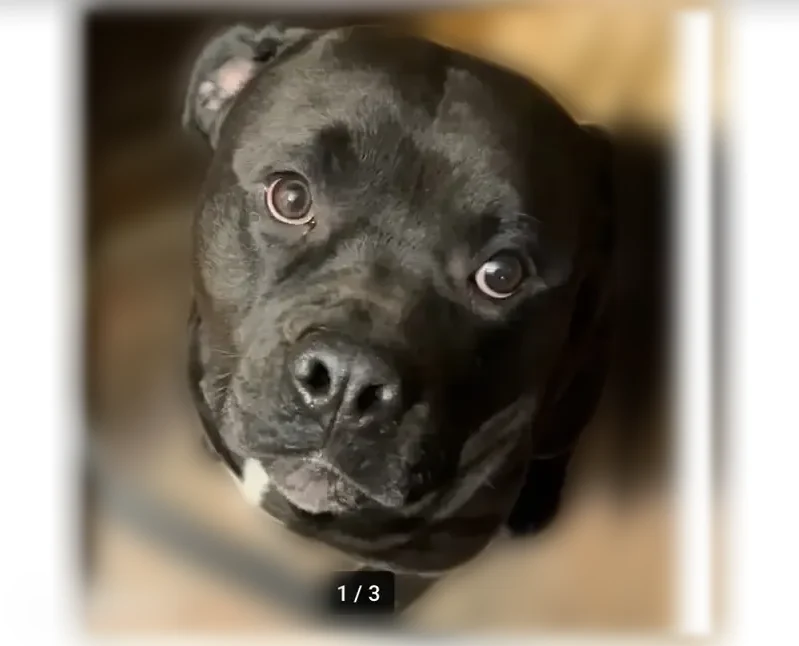 Lost dog, Wallace Street, 14308, Harvey, Chicago — very friendly male - photo