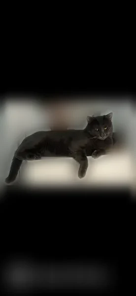 Chat perdu, Avenue Jean Mermoz, 325, Rognac - mâle, collier anti-puce noir - photo