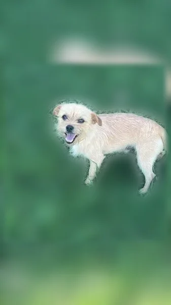 Lost dog, Little Snow Creek Road, 160, Holly Springs - male, small, light blond with dark brown ears - photo