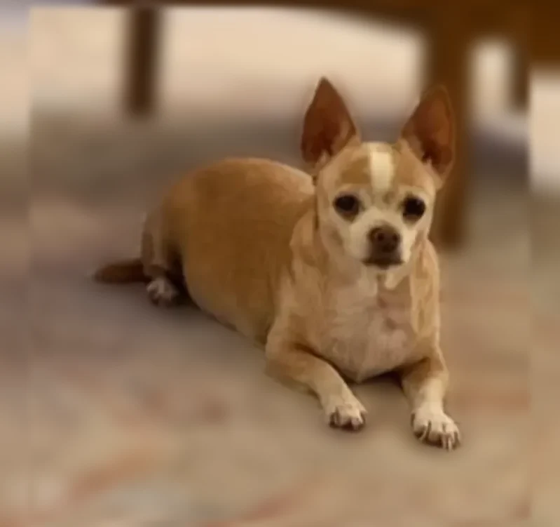 Lost dog, East Omaha Avenue, Fresno - female, 20 years old, barely walking - photo