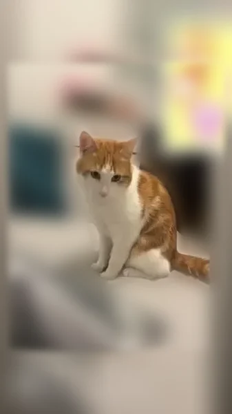 Chat perdu mâle, Rue de la Ranquette, 26, Nîmes - roux et blanc, queue légèrement cassée - photo