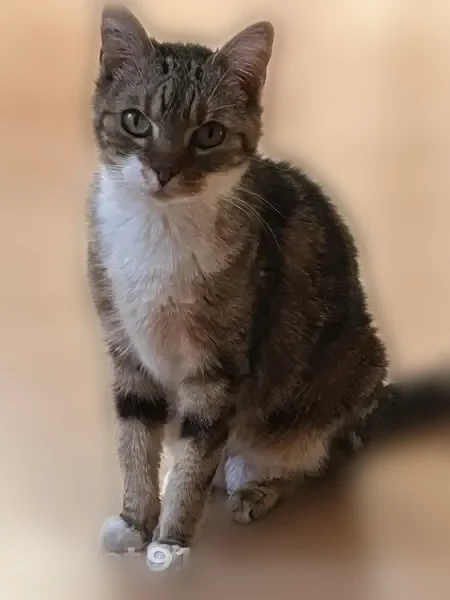 Chat perdu, femelle, Rue Lucien Sampaix, 25, Paris - tigrée blanche et marron - photo