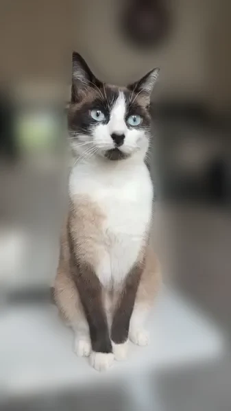 Chat perdu, Rue de Lapalisse, 20, Saint-Germain-des-Fossés - femelle identifiée et stérilisée - photo