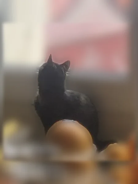 Chat perdu, femelle, Rue du Pré de la Bataille, 21, Rouen - tricolore, craintive - photo