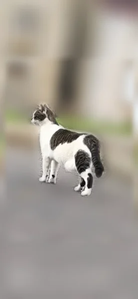 Chat perdu femelle, Rue de l'Église (le Bourg), 3, Champeix - blanche et grise tigrée - photo