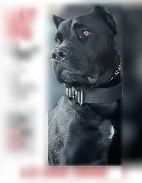 Lost dog, Station Road, 113, Georgina, Bliss - male, cropped ears, docked tail - photo