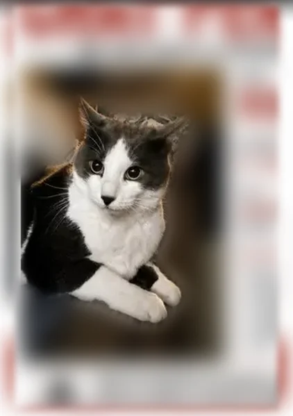 Chat perdu mâle, Route de Volvic, 14, Châtel-Guyon — tache sous le menton - photo