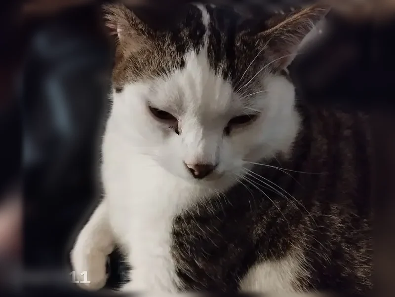 Chat perdu mâle, Rue de L Hôtel de ville, 585, Bulgnéville - blanc et tigré - photo