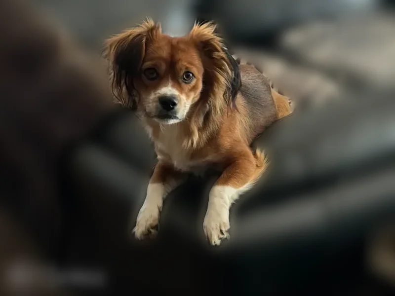 Lost dog, East 980 Road, 339952, Chandler - small brown and white cocker spaniel/corgi mix - photo