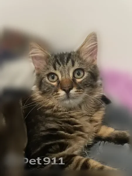 Chat perdu mâle, Chemin du Fond de la Noue, 62, Jouy-en-Josas — yeux verts, poil foncé - photo