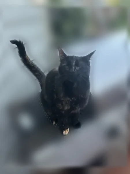 Lost cat, Heritage Drive, 31, Lancaster - female - photo