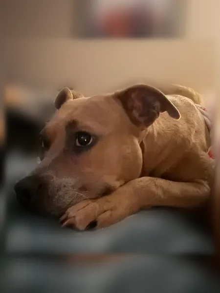 Lost dog, Woodline Drive, 14402, Houston - female, Luna - photo