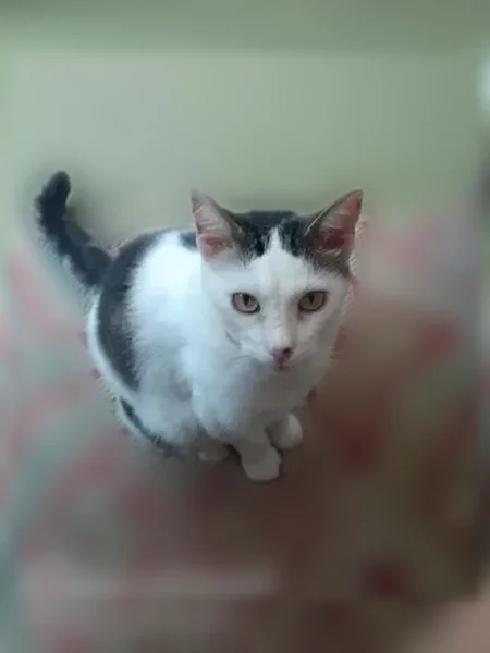 Lost cat, Bellanca Street, Columbus - male, white with black and brown, green-yellow eyes - photo