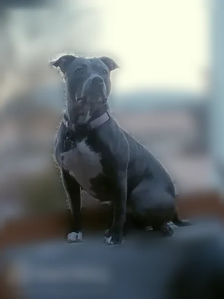 Lost dog, Tonelea Trail, Cordes Lakes - female, very large skin tag on left butt cheek - photo