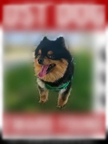 Lost dog, Monterey Street, California, Bakersfield - male, small black and brown Pomeranian - photo