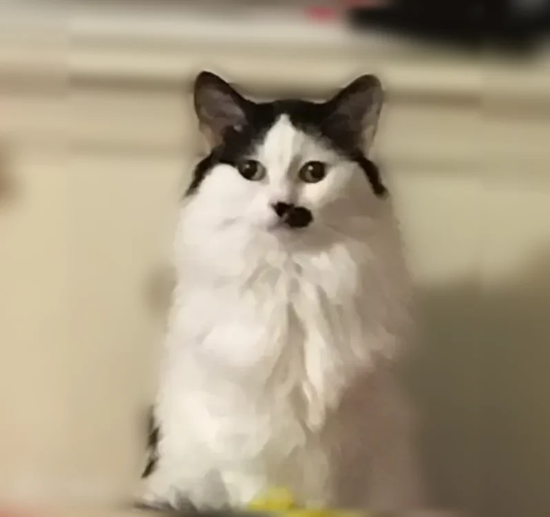 Lost cat, East Robinson Street, North Tonawanda — female, tiny, with a half mustache and a shaved short coat with a lion tail - photo