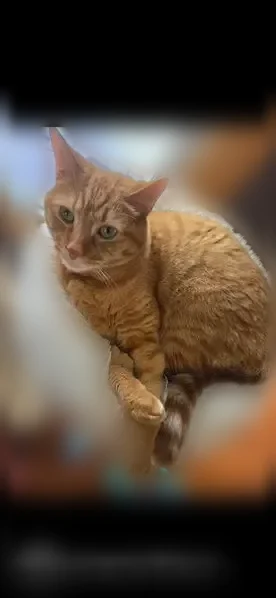 Lost cat, Cedarpark Lane Northwest, Knoxville - orange tabby, green eyes - photo