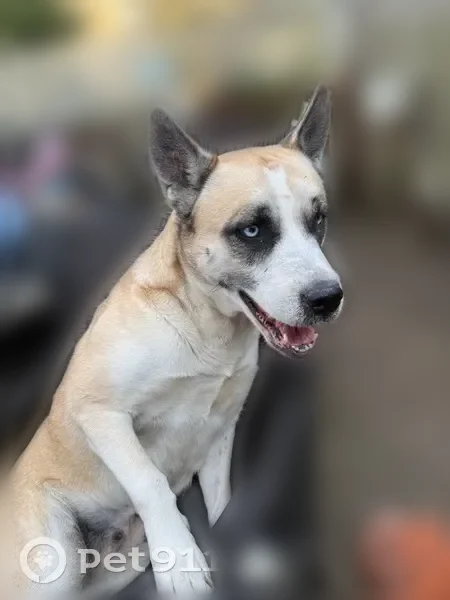 Lost dog, Deer Drive, 6, Sound Beach - female, blue eyes - photo