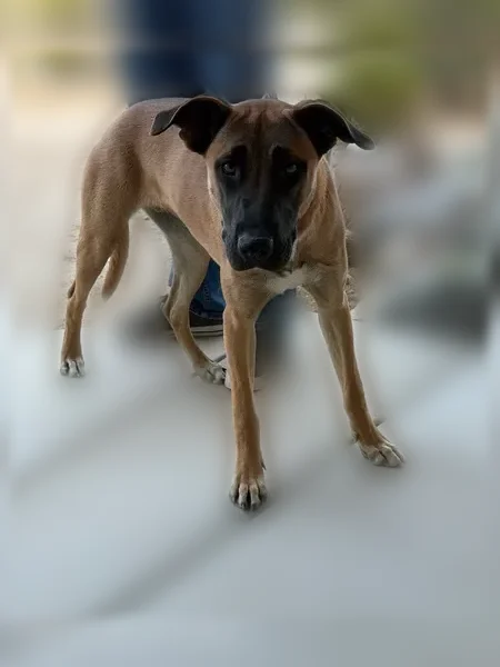Lost dog, Meldora Avenue, Twentynine Palms - female - photo