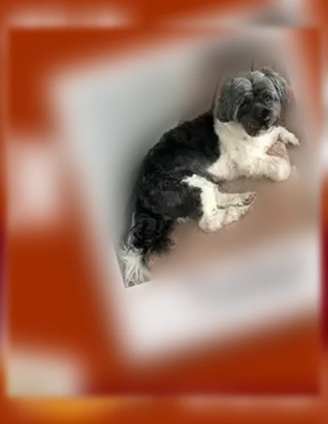 Lost dog, Loblolly Circle, 6627, Waxhaw, Marvin - male, small black and white shih tzu mix - photo
