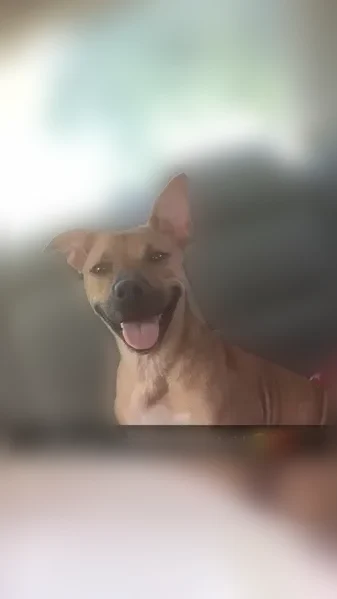 Lost dog, Mobley Circle, 208, Monroe, Arlington - female, short brown and white, big ears - photo