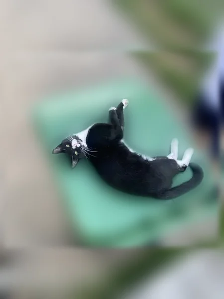 Lost cat, South Battin Street, 1568, Wichita - male, mostly black with a white stomach and chest, purple and white cheetah-print collar - photo