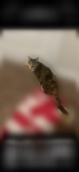 Lost cat, Lyndhurst Drive, Bethlehem - female tortie calico with tuxedo collar - photo