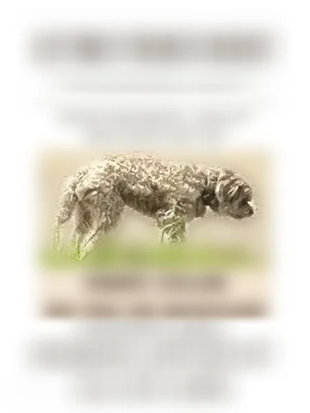 Found dog, West 51st Street South, 818, Wichita - male, small, curly coat, fabric collar - photo