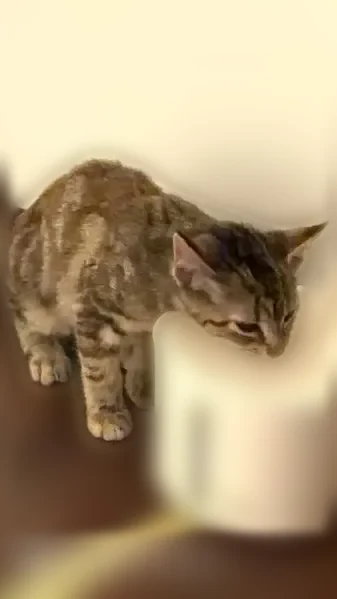 Found cat, Wisconsin Dells, Wisconsin - photo