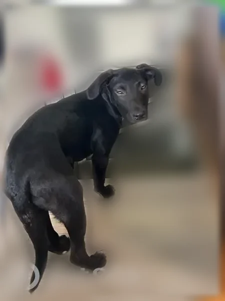 Lost dog, Arkansas 59, 11211, Summers - black pup with white chest and paws - photo