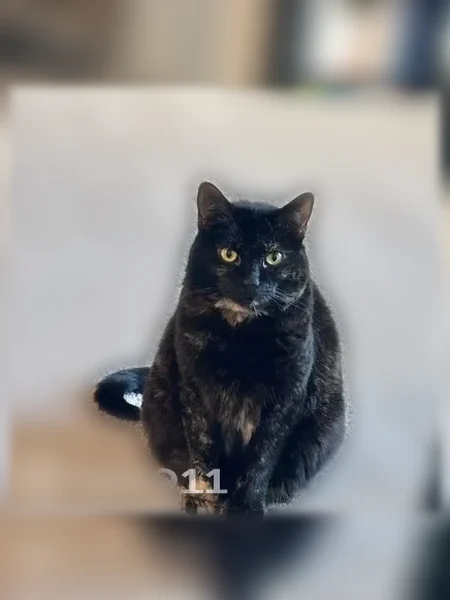 Lost cat, Ocean Shore Boulevard, 1900, Ormond Beach - black tabby with white patches - photo