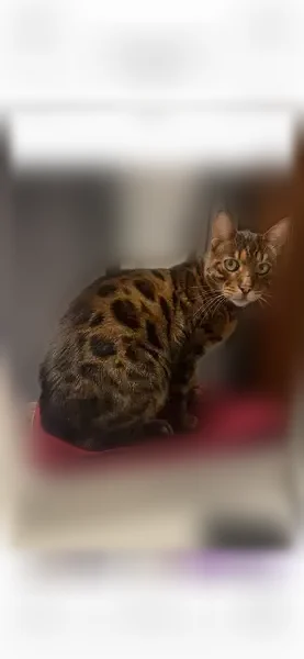 Chat perdu mâle, Rue des Glycines, Lille, Paris - marron à taches noires, yeux verts - photo