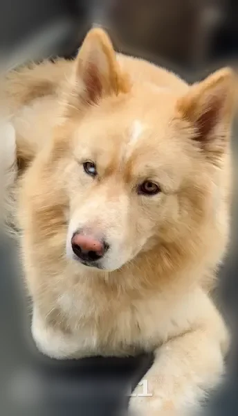 Lost dog, Forest Point Drive, 2917, Mansfield - cream-colored fluffy male, responds to Benjii - photo