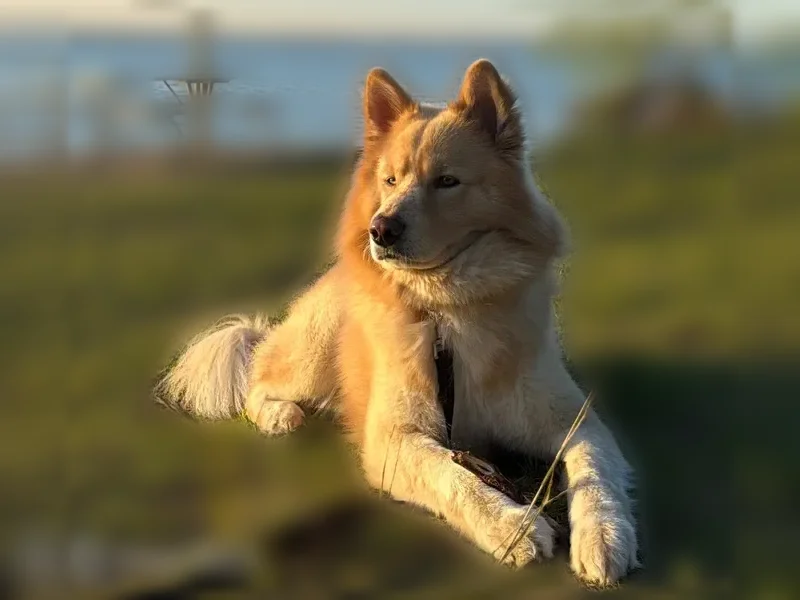 Lost dog, Forest Point Drive, 2917, Arlington - husky–Golden Retriever mix, friendly, responds to Benjii - photo