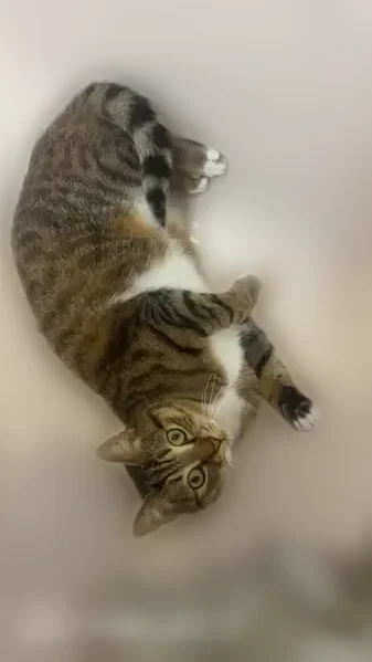 Chat perdu femelle, Saint-André-de-l'Eure, Normandie — tigrée, pucée, très craintive - photo
