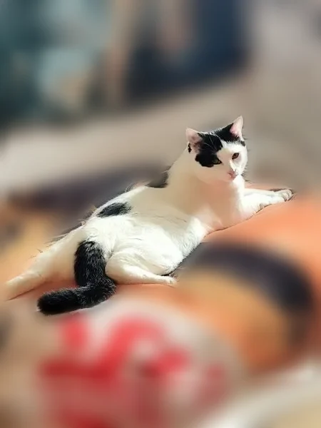 Chat perdu mâle, Rue Levavasseur, 1, Angers - blanc avec queue noire - photo