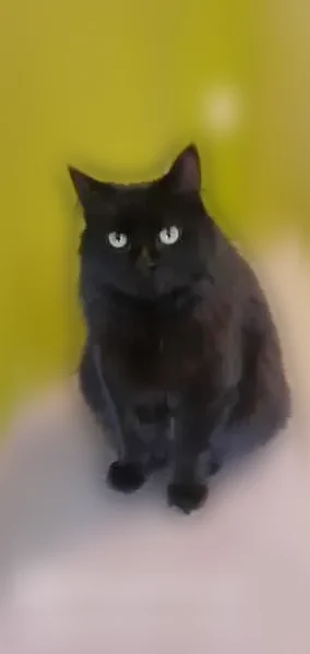 Chat perdu mâle, Rue du Champ de Loche, 38, Luc-en-Diois, Lyon - noir, poils longs - photo
