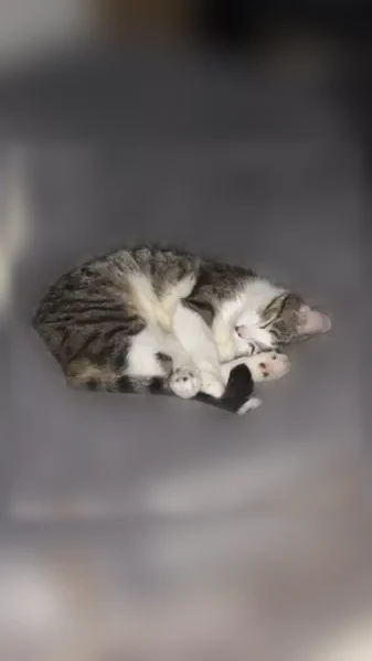Chat perdu mâle, Rue Saint Martin, 95, Vesoul — très peureux - photo