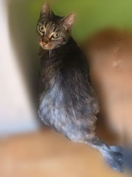 Perdu Chat femelle, Rue Pierre Feutren, 12, Paimpol - tigrée grise - photo