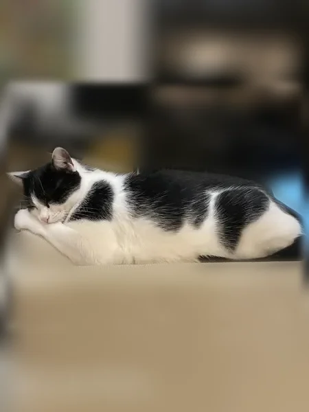 Chat perdu, Avenue du Clavier, Lagord - mâle très menu et docile - photo