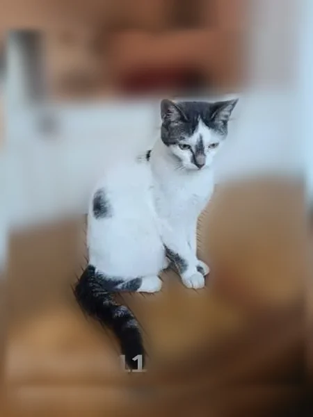 Chat perdu femelle, Avenue Lombart, 12, Le Chesnay - blanche tacheté, yeux verts - photo