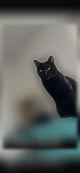 Chat perdu mâle, Avenue Pasteur, 19, Rouen, Rouen - noir, tache blanche légère sur le torse - photo
