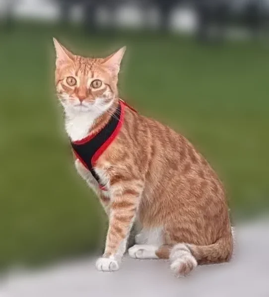 Chat perdu, L'Echo, Saint-Ismier, Paris - mâle tigré roux et blanc - photo