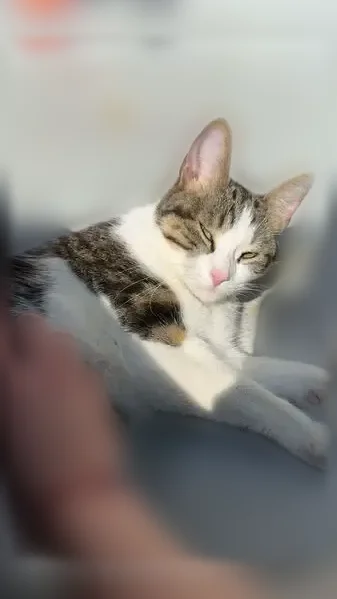 Chat perdu mâle, Rue des Pièces de Lugny, Moissy-Cramayel, Paris - très craintif - photo