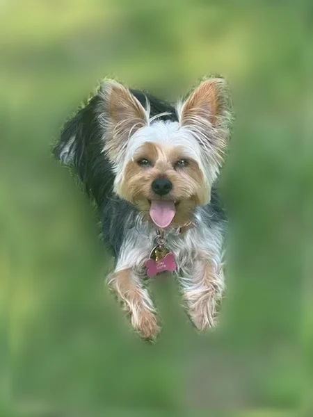 Lost dog, Portsmouth Drive, 6012, Forest Park, Flowery Branch - female, about 7 lbs, Yorkshire - photo